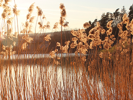 Bild aus Glückortebuch: Schilfgras am Haunestausse in Marbach